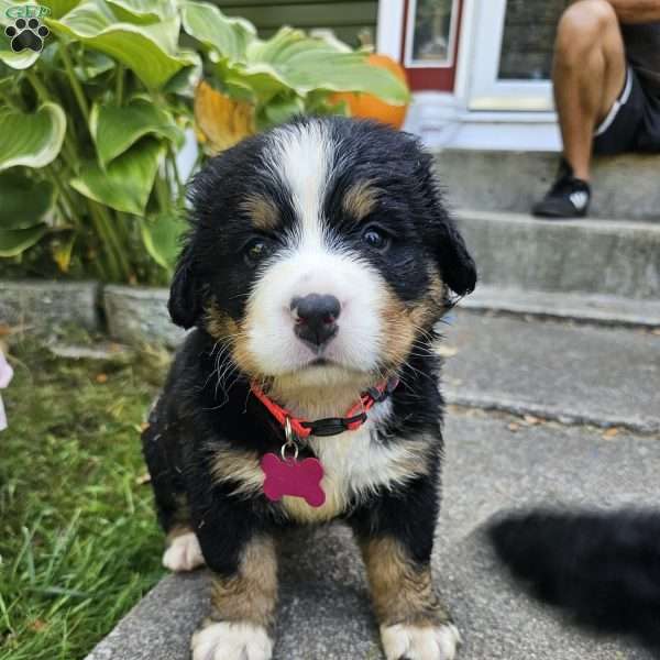 Gwen, Bernese Mountain Dog Puppy